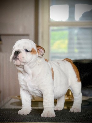 Goldson-Bulldog Toretto Letty Dorwood 