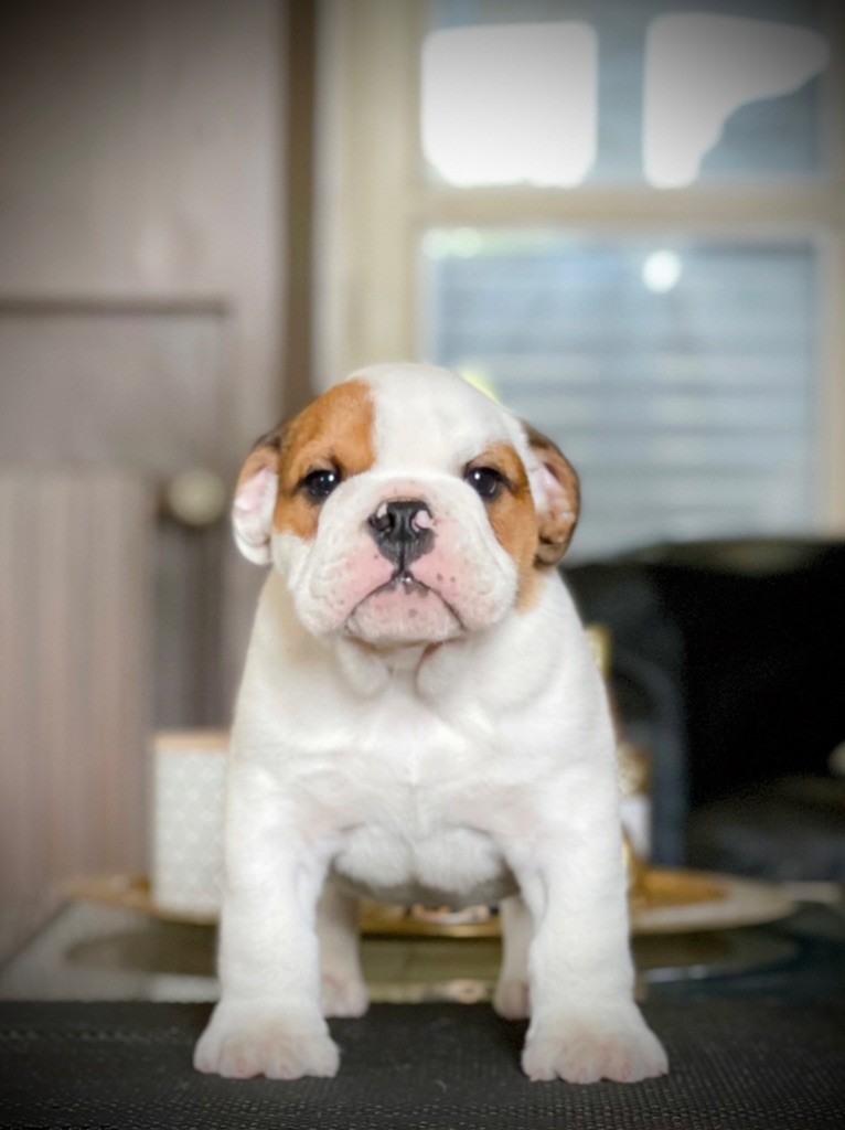 Goldson Bulldog - Bulldog Anglais - Portée née le 25/04/2022